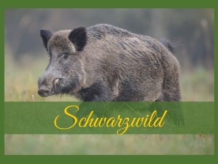 Schwarzwild und Wildschwein Verkauf in Erfurt