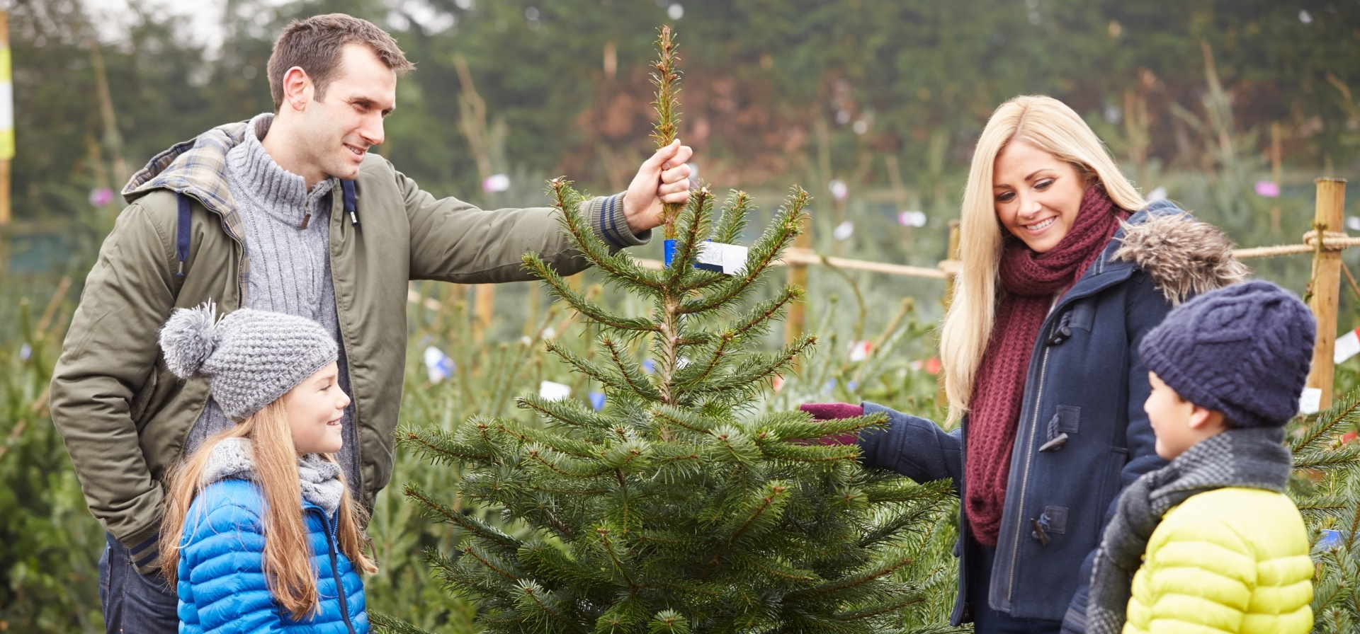 Weihnachtsbaum kaufen in Erfurt Weihnachtsbaumplantage