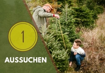 Weihnachtsbaum in Erfurt aussuchen